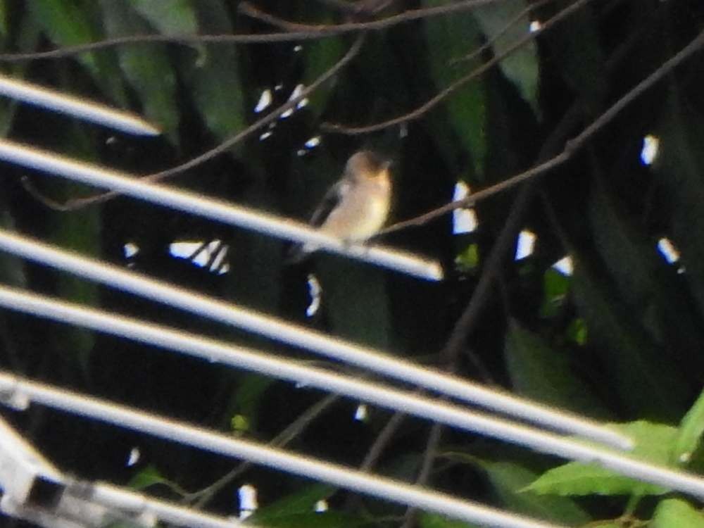 Golondrina Gorjirrufa - ML644209016