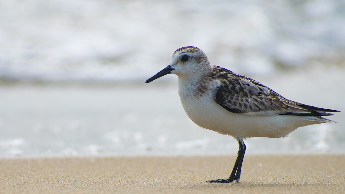 ミユビシギ - ML644209019