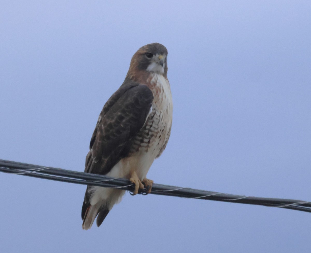 Red-tailed Hawk - ML644209030