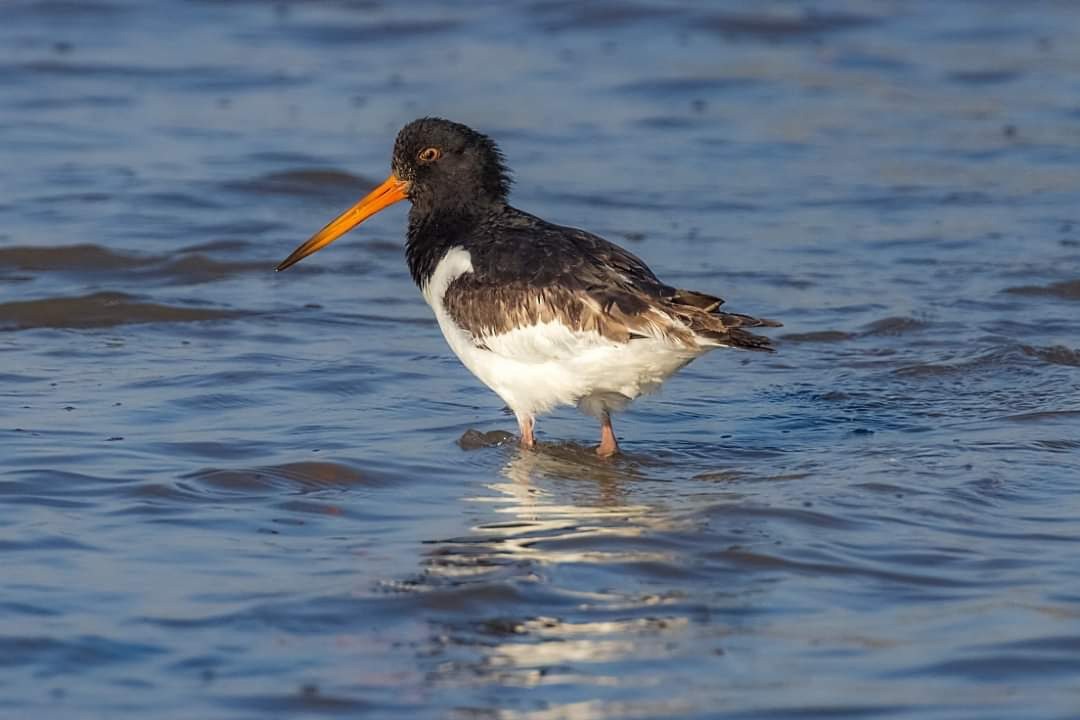 ミヤコドリ - ML644209031