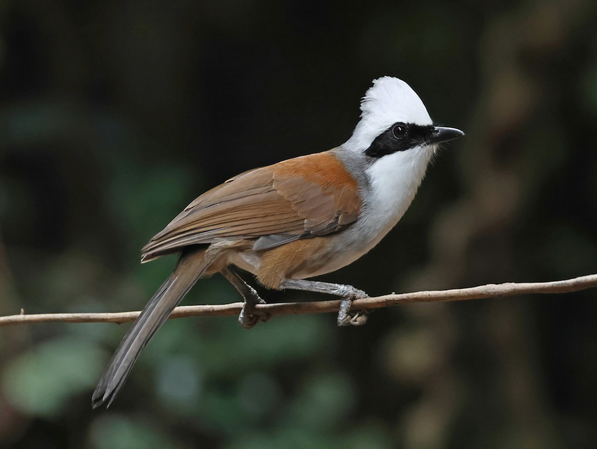 White-crested Laughingthrush - ML644209033