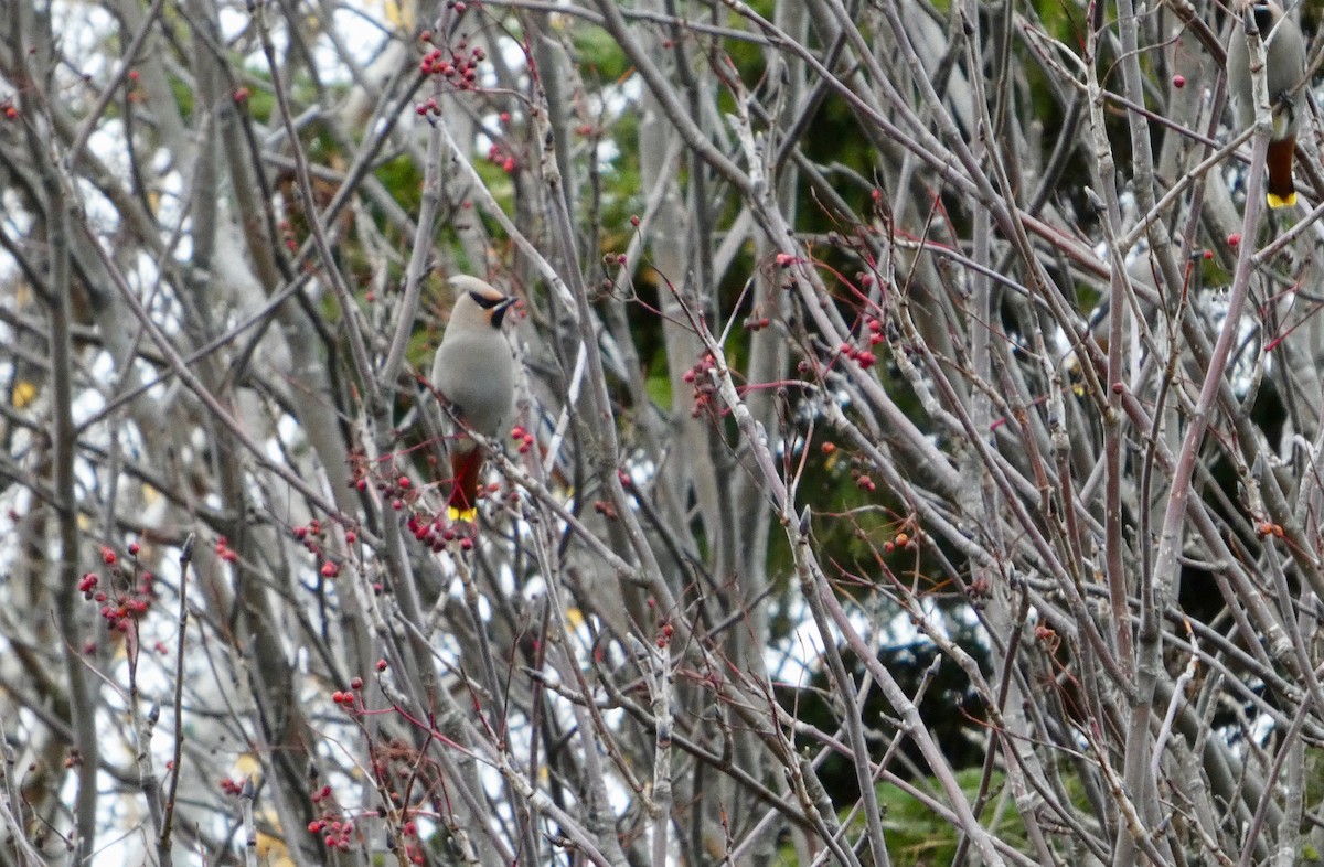 黃連雀 - ML644209038