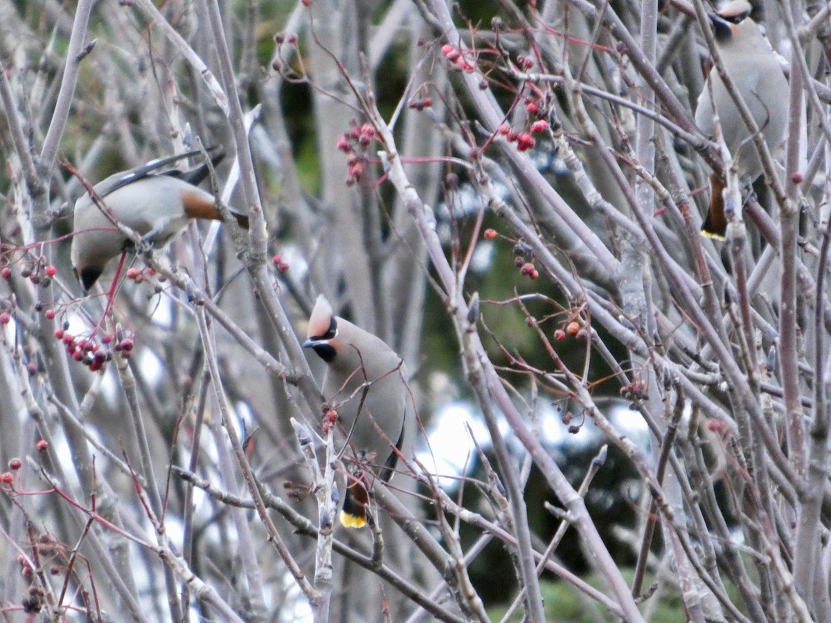 黃連雀 - ML644209040