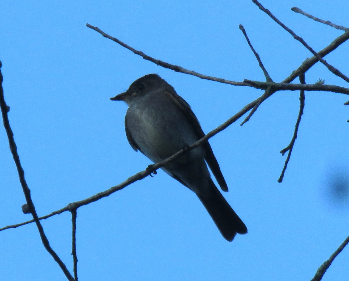 Eastern Wood-Pewee - ML644209041