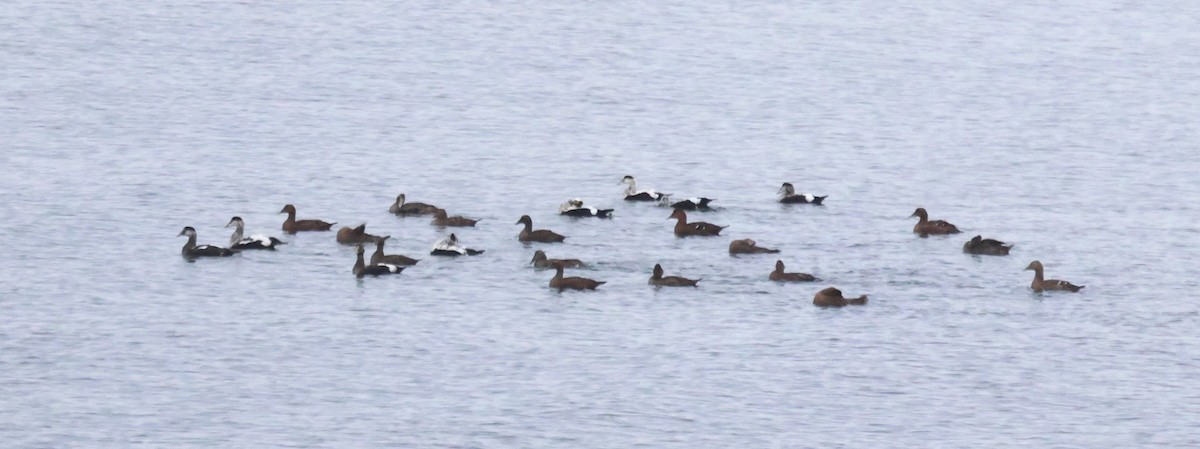 Common Eider - ML644209044
