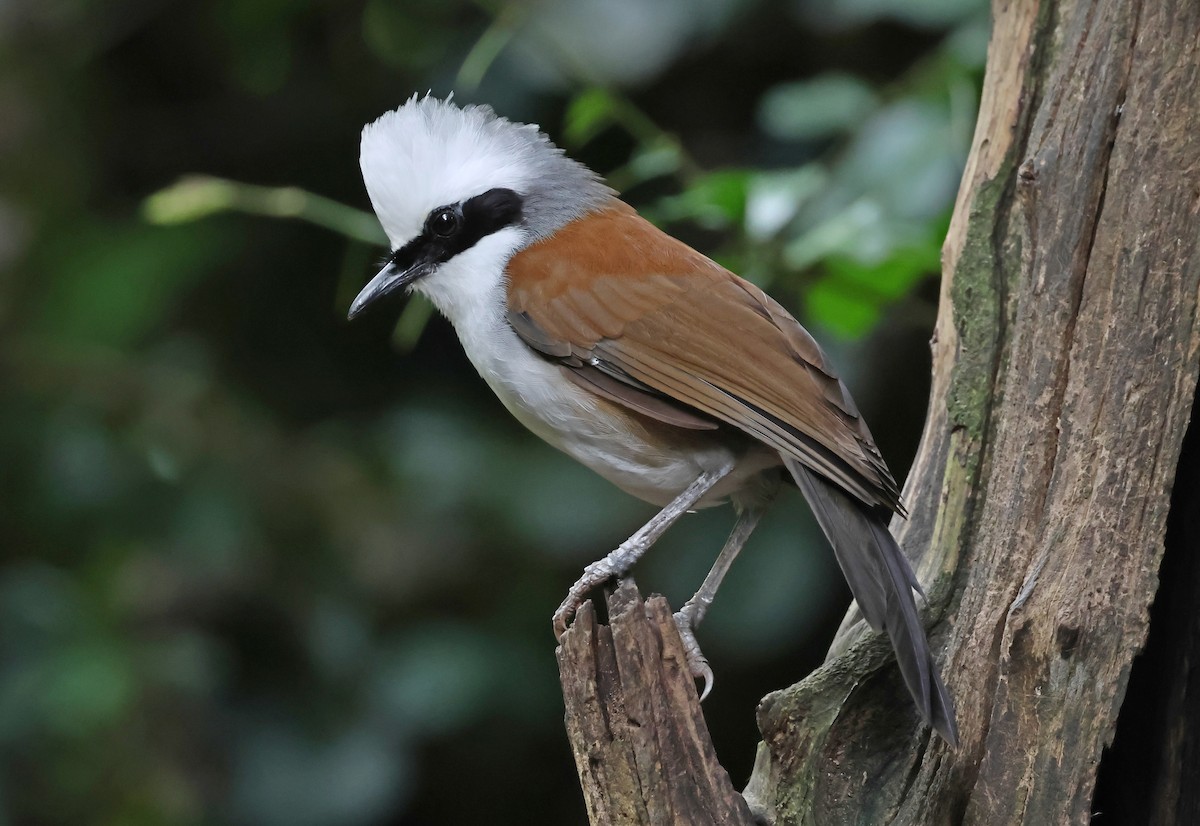 White-crested Laughingthrush - ML644209046