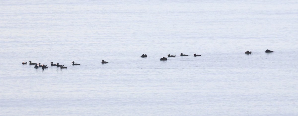 Surf Scoter - ML644209047