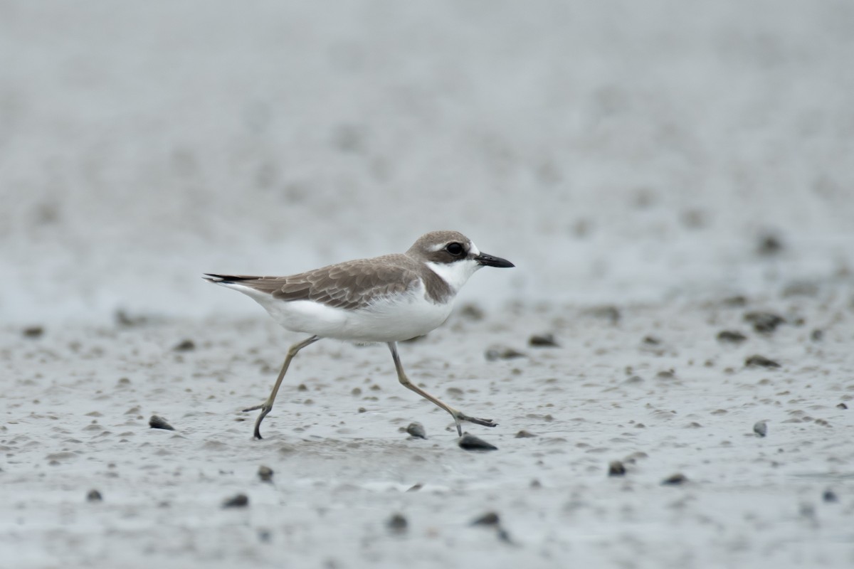 Greater Sand-Plover - ML644209050