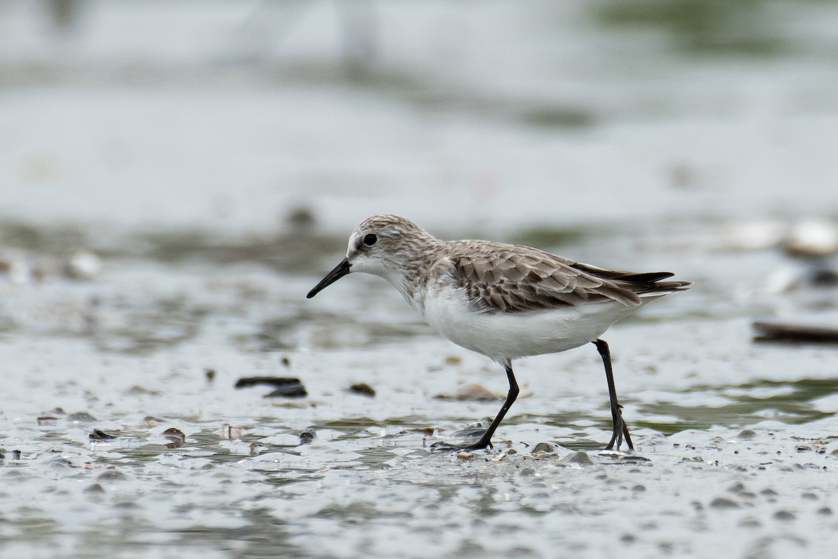 Bécasseau minute - ML644209055