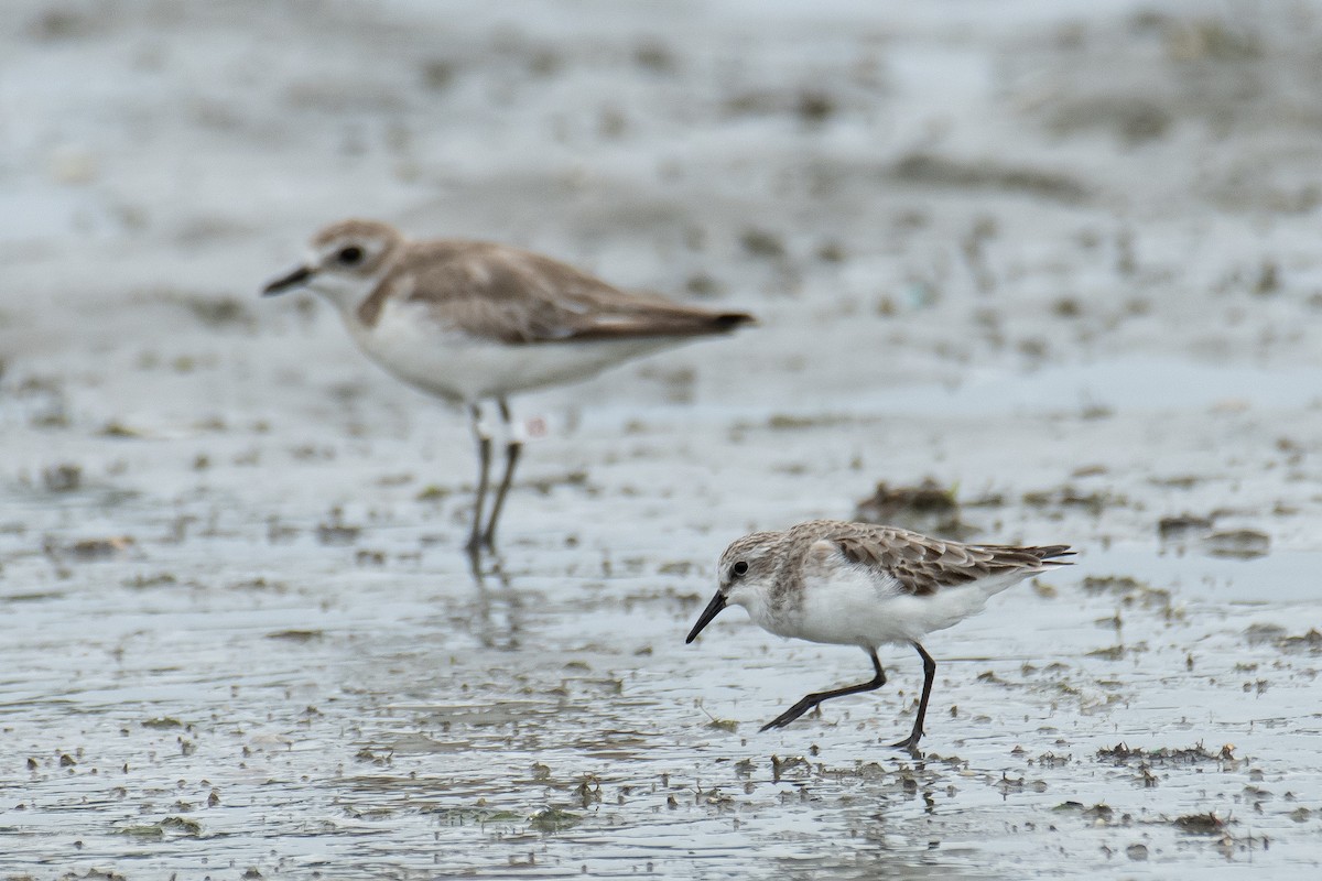 Bécasseau minute - ML644209056