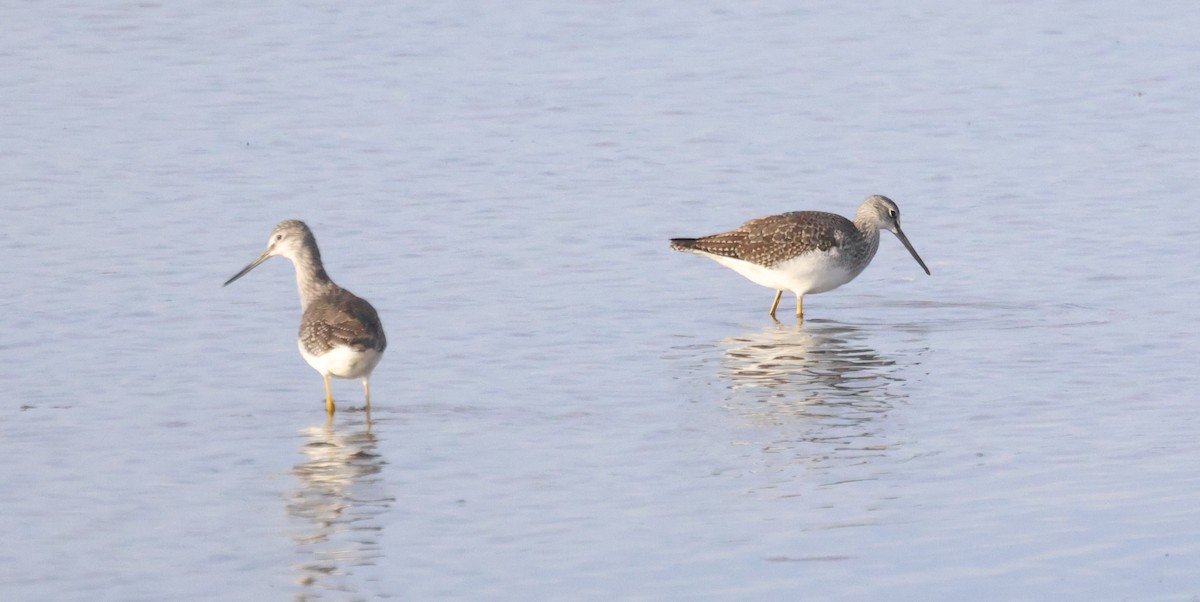 Greater Yellowlegs - ML644209061