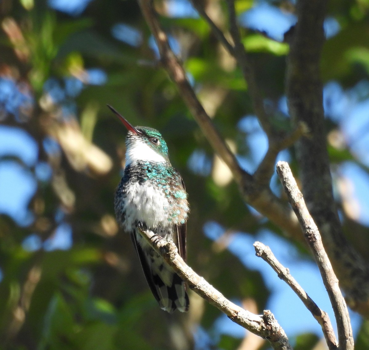 White-throated Hummingbird - ML644209070