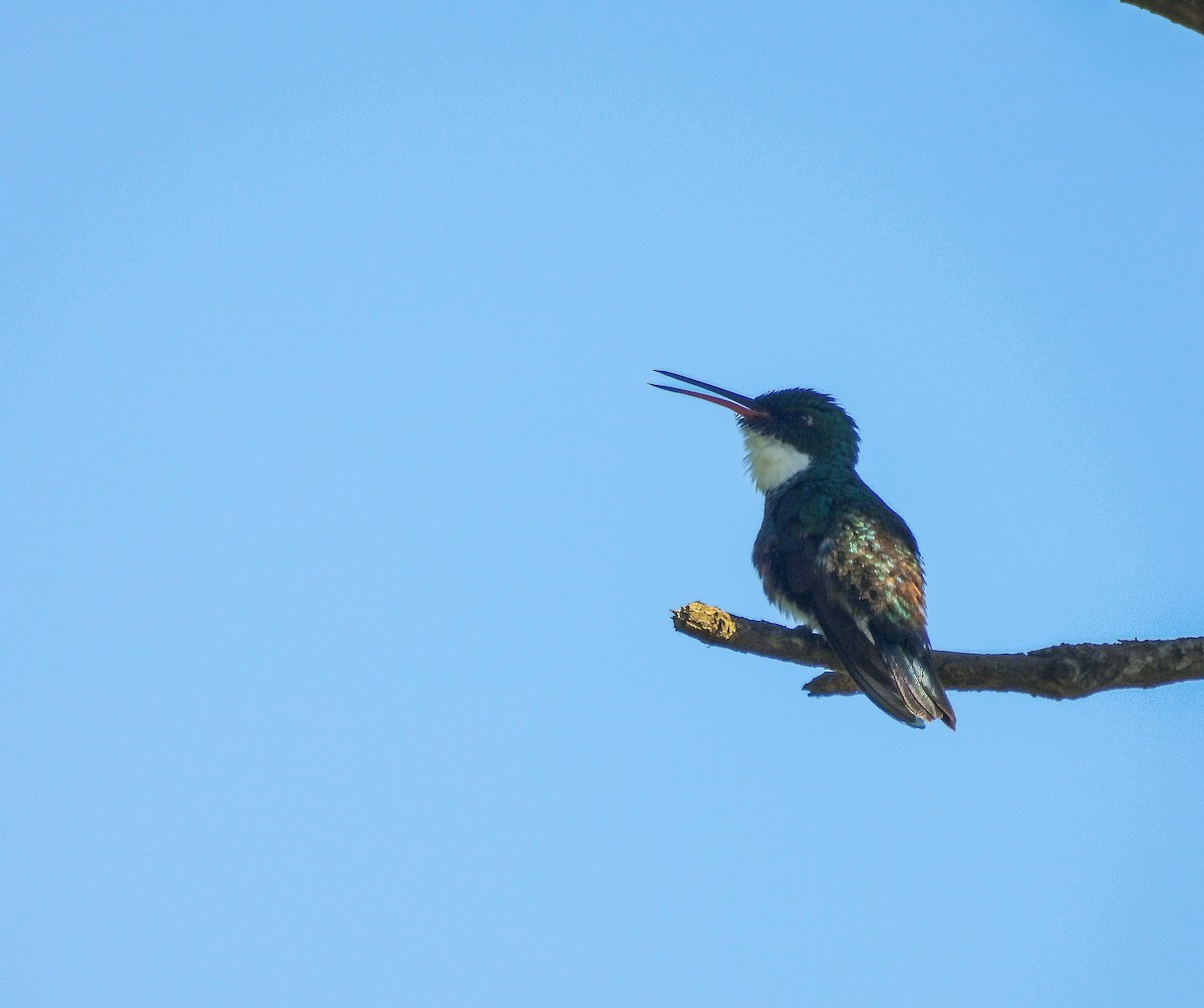 White-throated Hummingbird - ML644209071