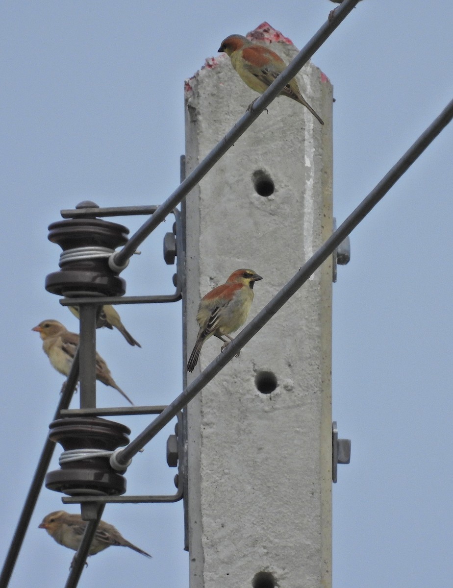 Plain-backed Sparrow - ML644209082