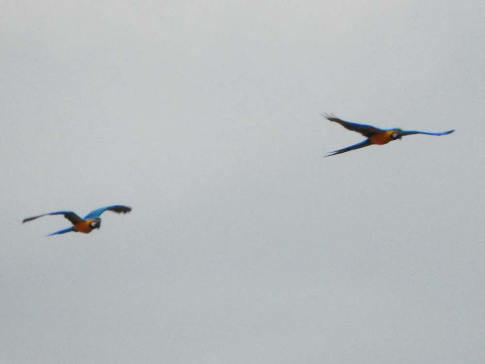 ルリコンゴウインコ - ML644209084