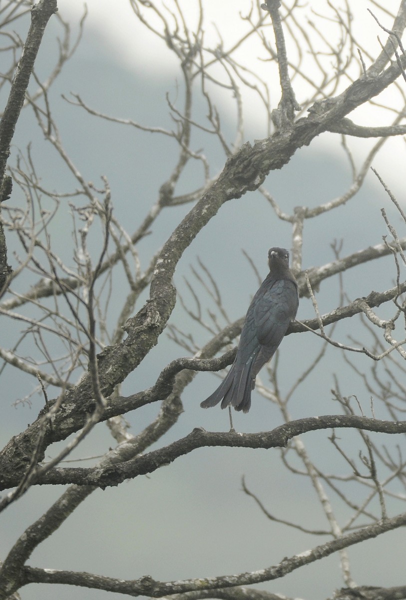 Square-tailed Drongo-Cuckoo - ML644209090