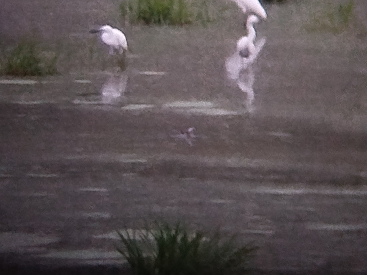 Нарийн сэлээхэй - ML644209096