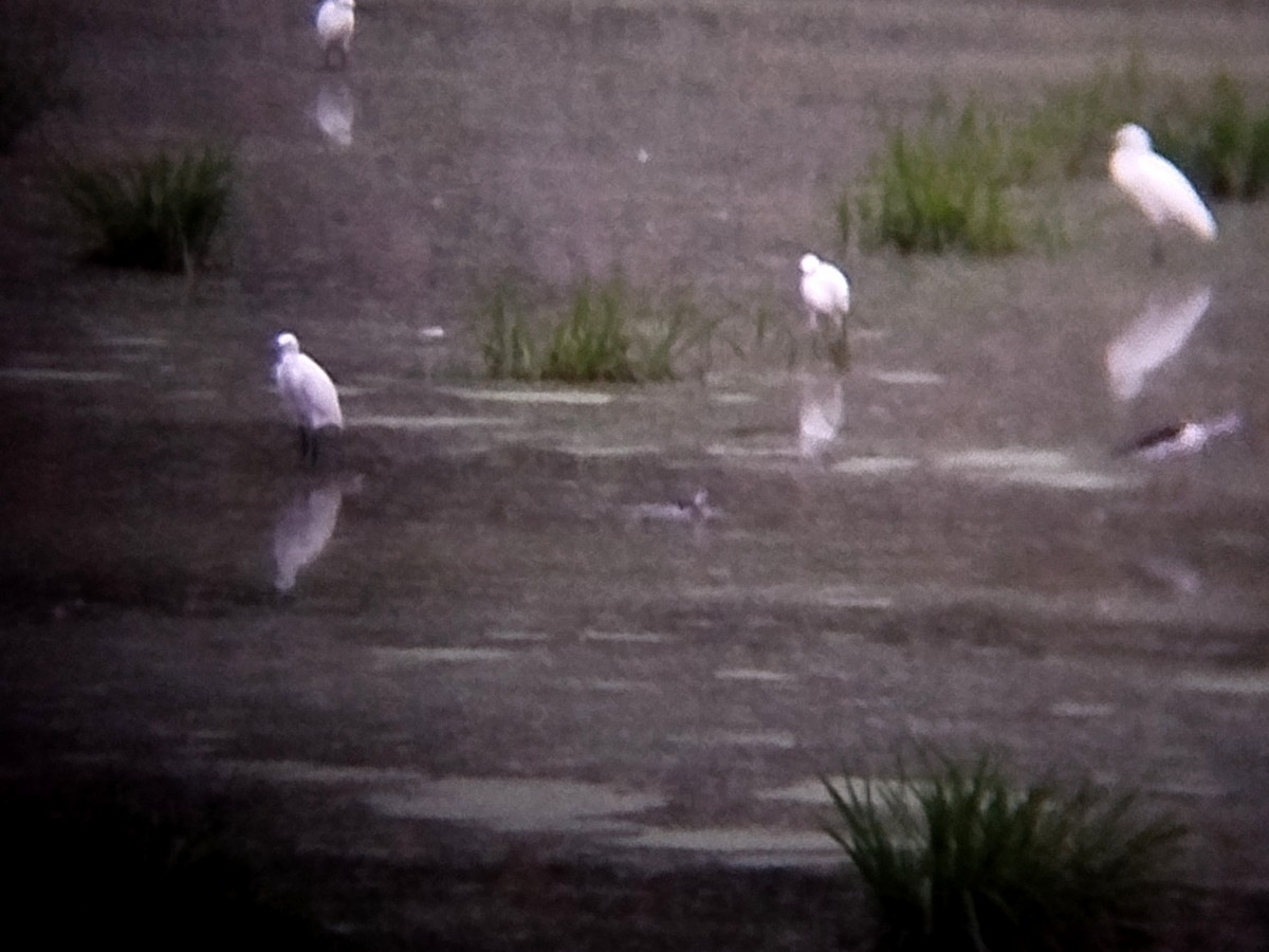 Нарийн сэлээхэй - ML644209097