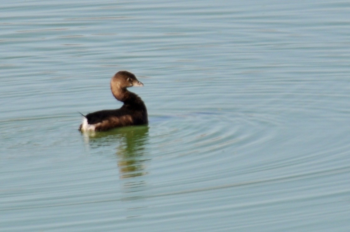 Pied-billed Grebe - ML644209107