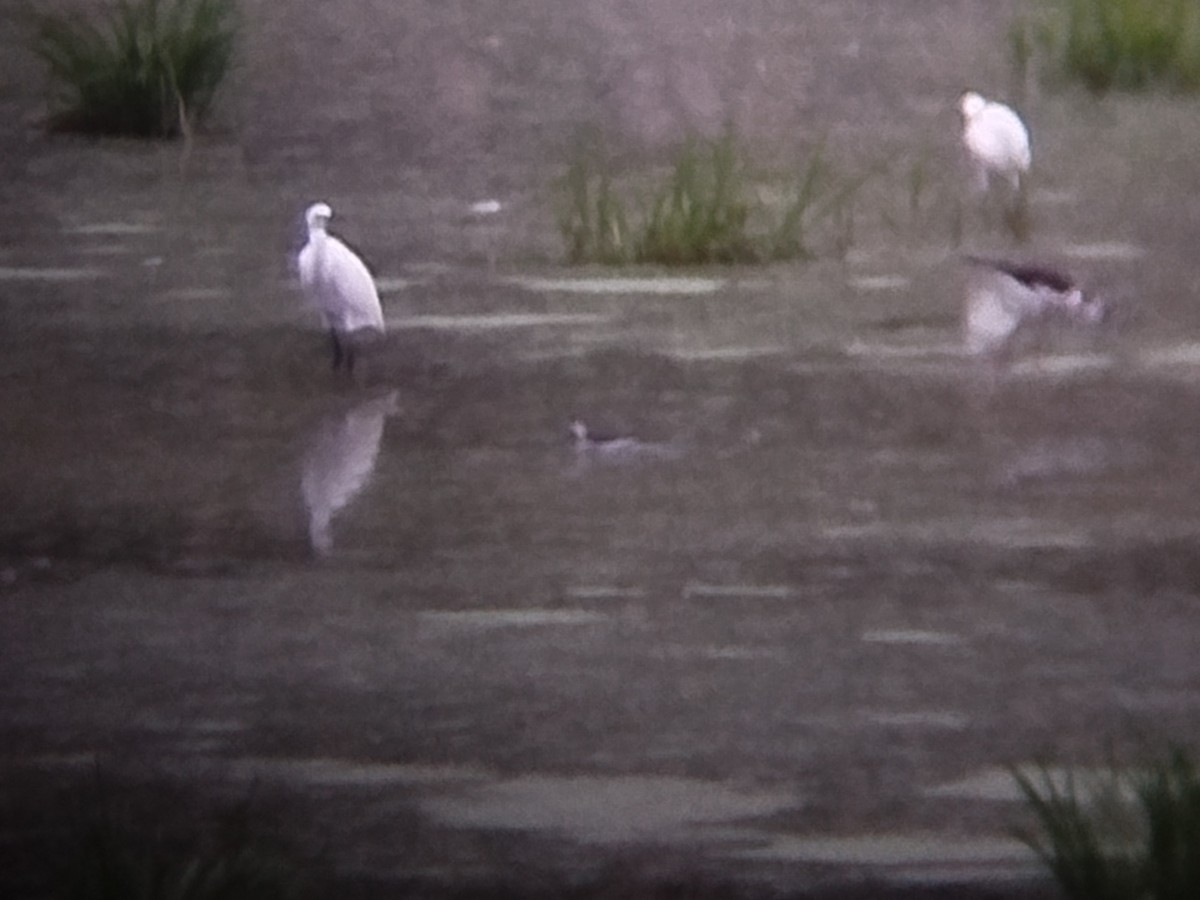 Нарийн сэлээхэй - ML644209112