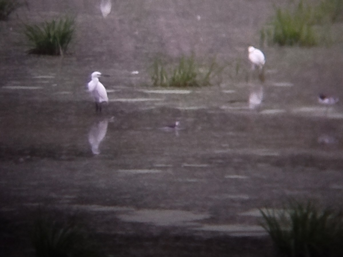 Нарийн сэлээхэй - ML644209113