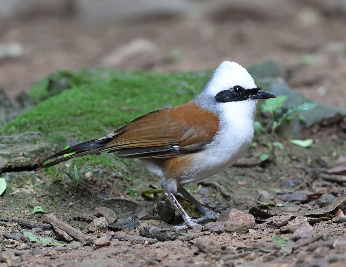 White-crested Laughingthrush - ML644209114