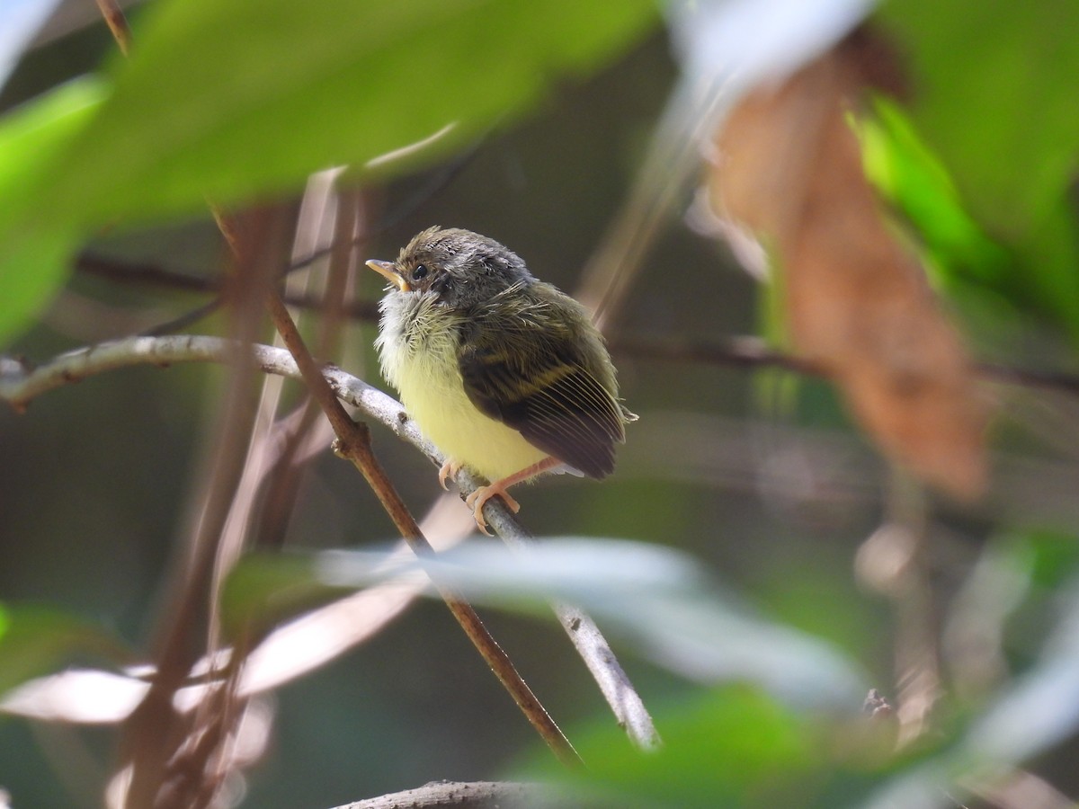 Eared Pygmy-Tyrant - ML644209116