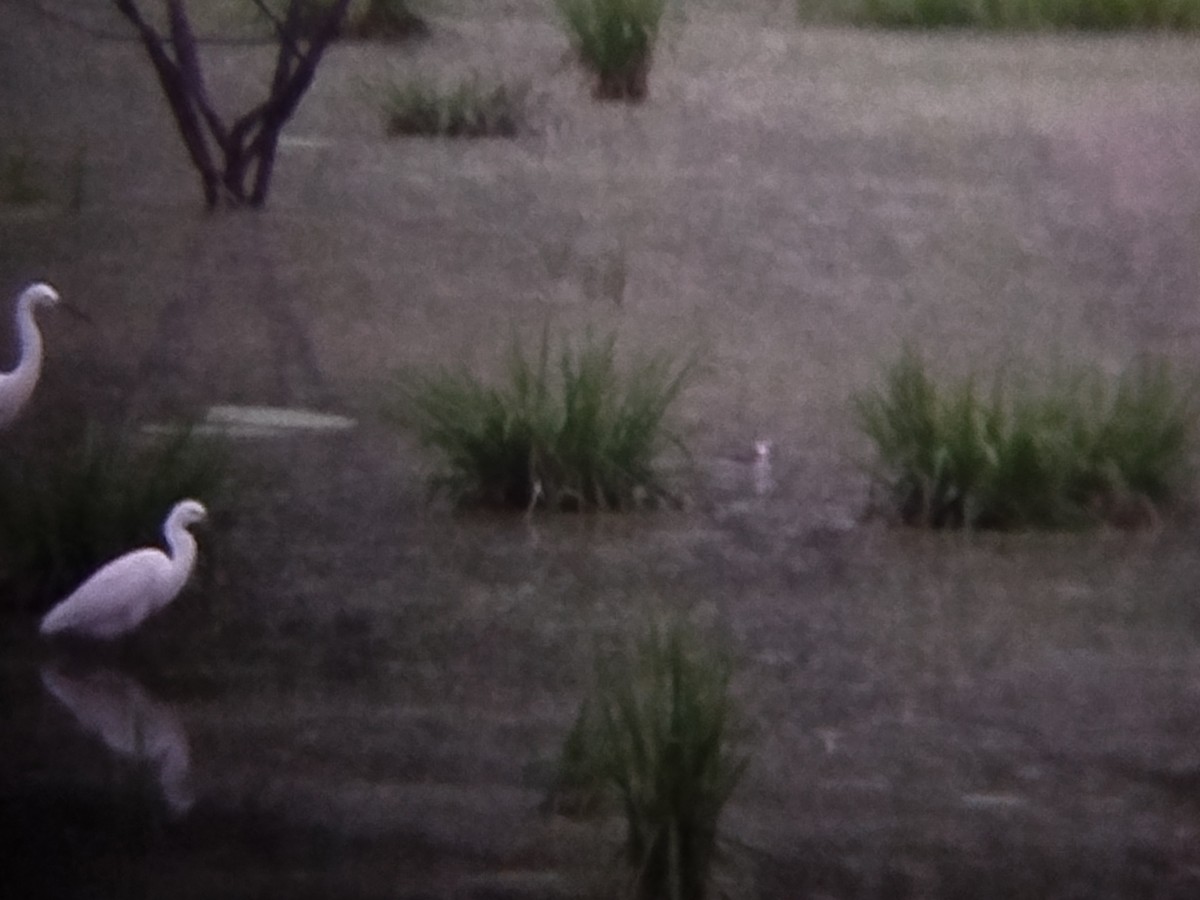 Нарийн сэлээхэй - ML644209118