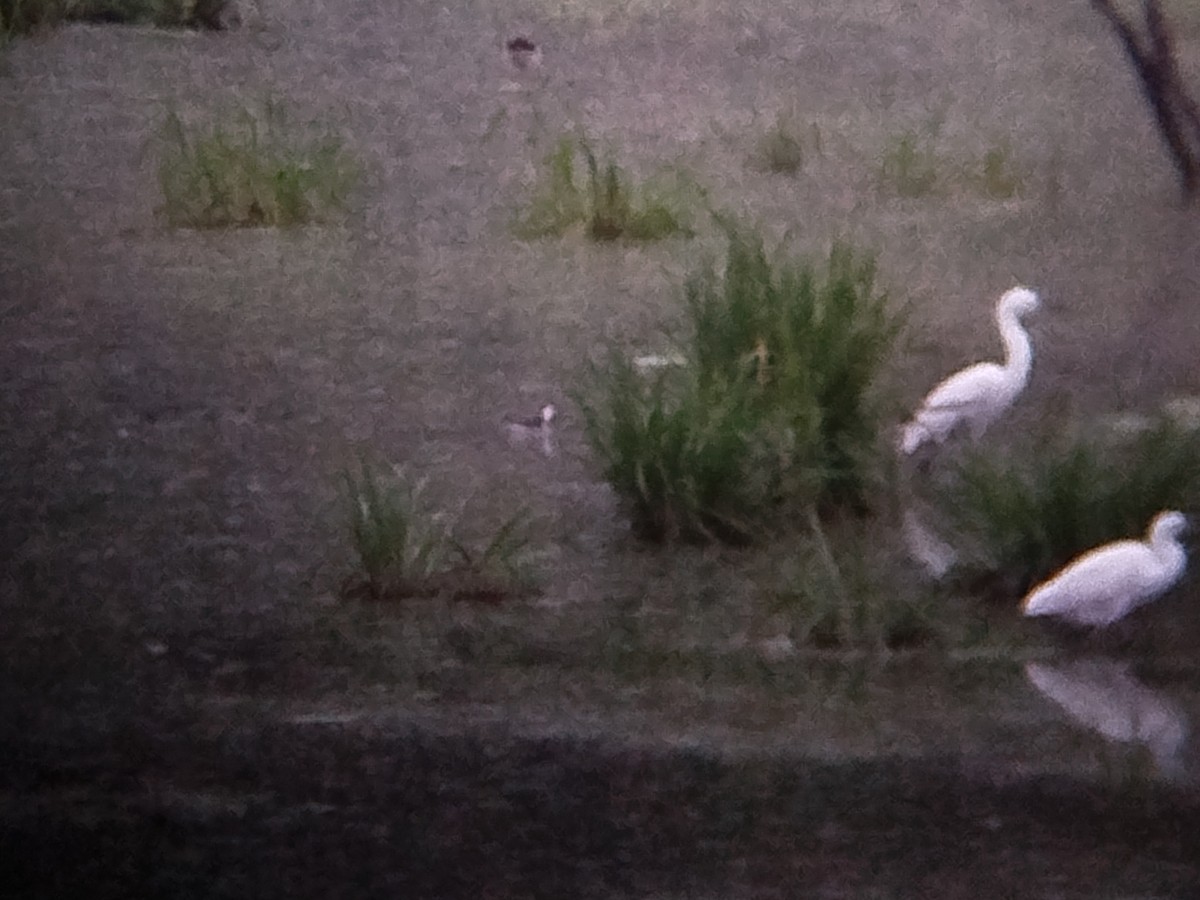 Нарийн сэлээхэй - ML644209119