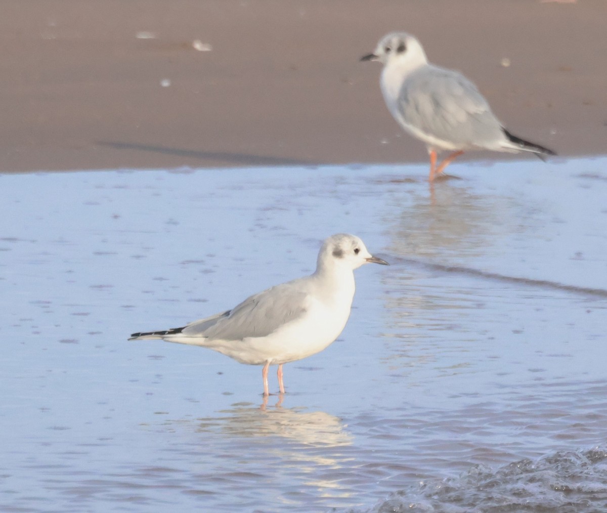Bonaparte's Gull - ML644209120