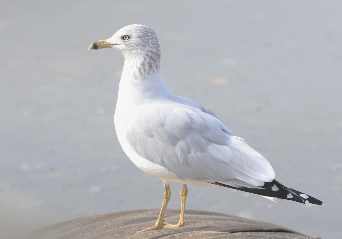 Ring-billed Gull - ML644209129
