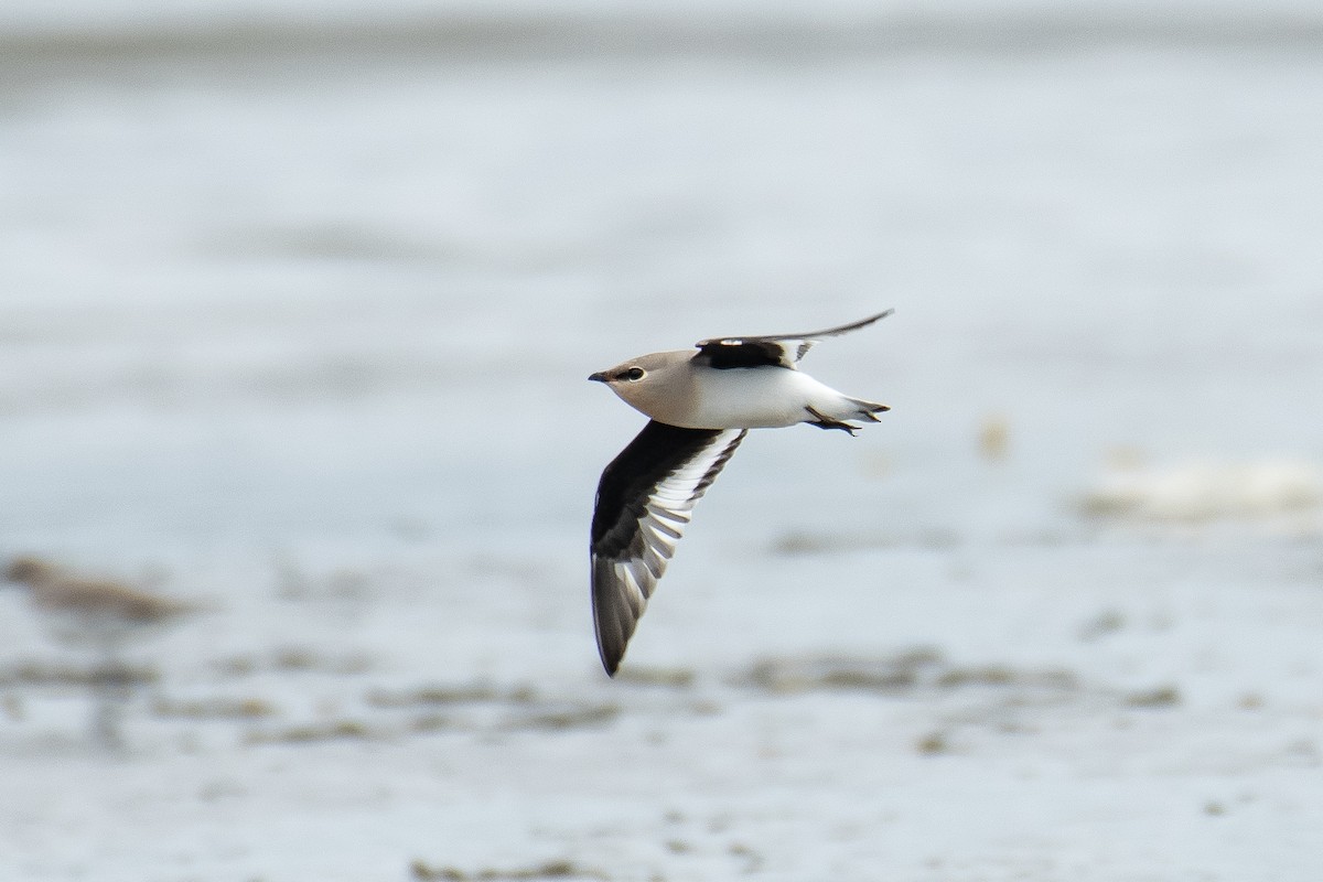 Small Pratincole - ML644209134