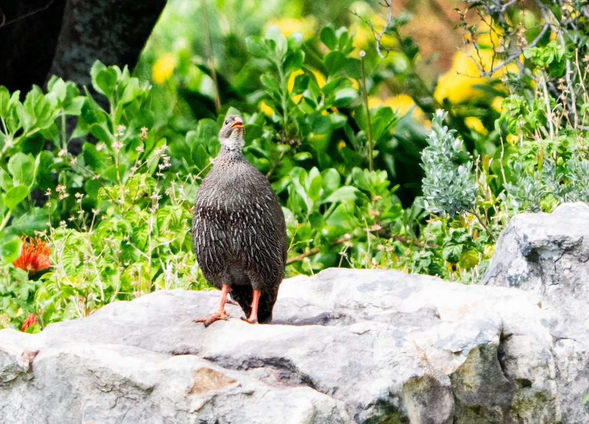 Cape Spurfowl - ML644209139