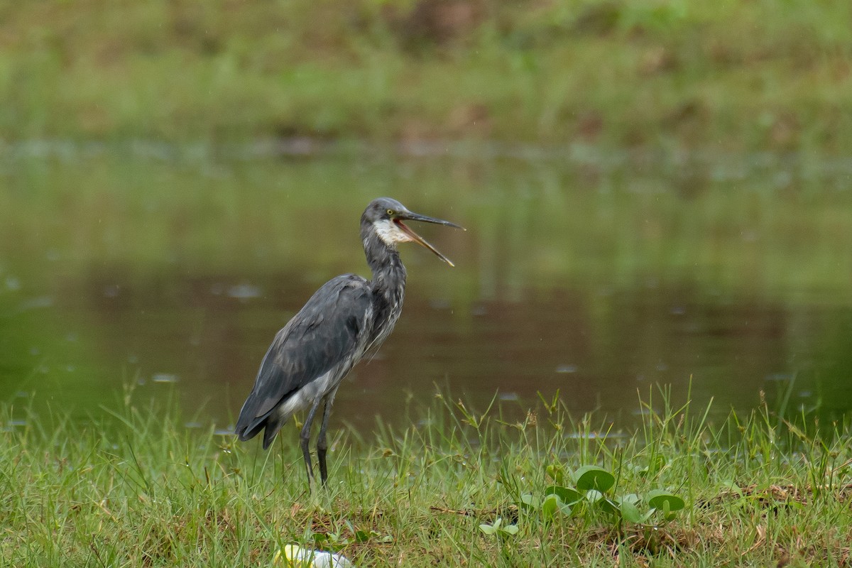 Western Reef-Heron - ML644209141