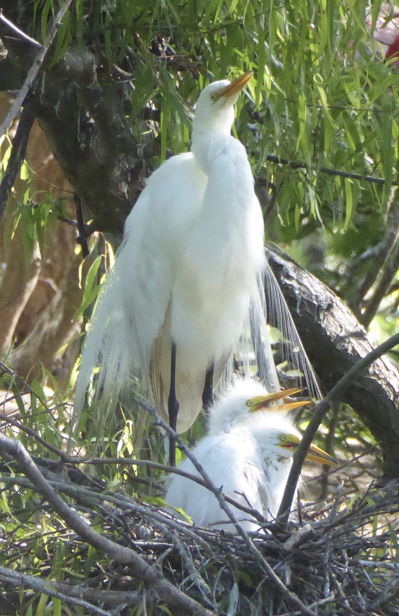 Great Egret - ML644209173