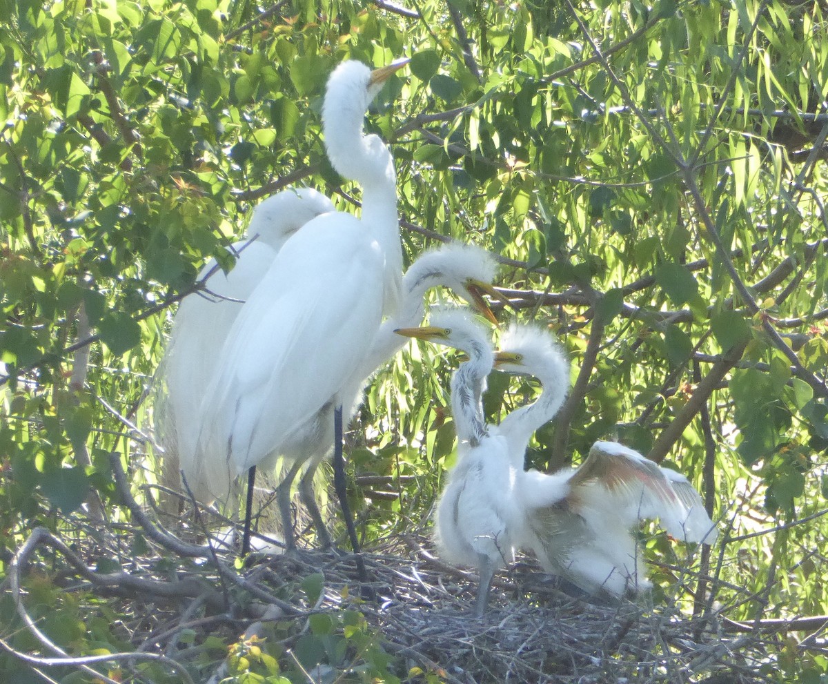 Great Egret - ML644209174