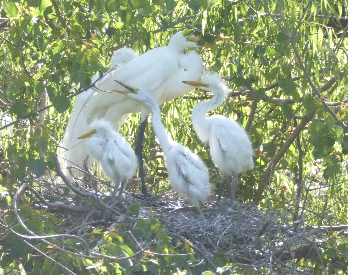 Great Egret - ML644209176