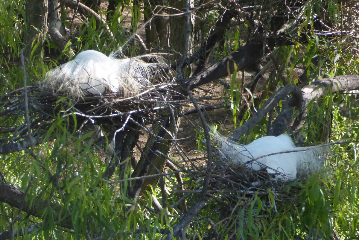 Koartza zuria - ML644209177