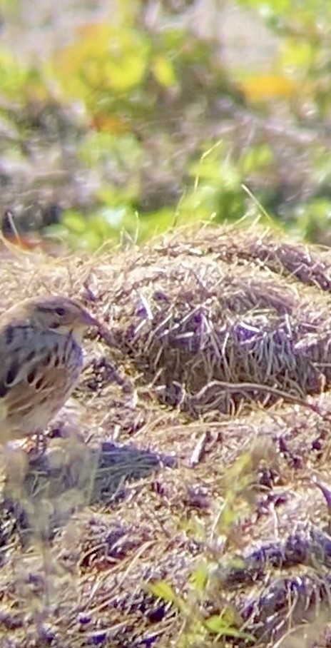 Lincoln's Sparrow - ML644209178
