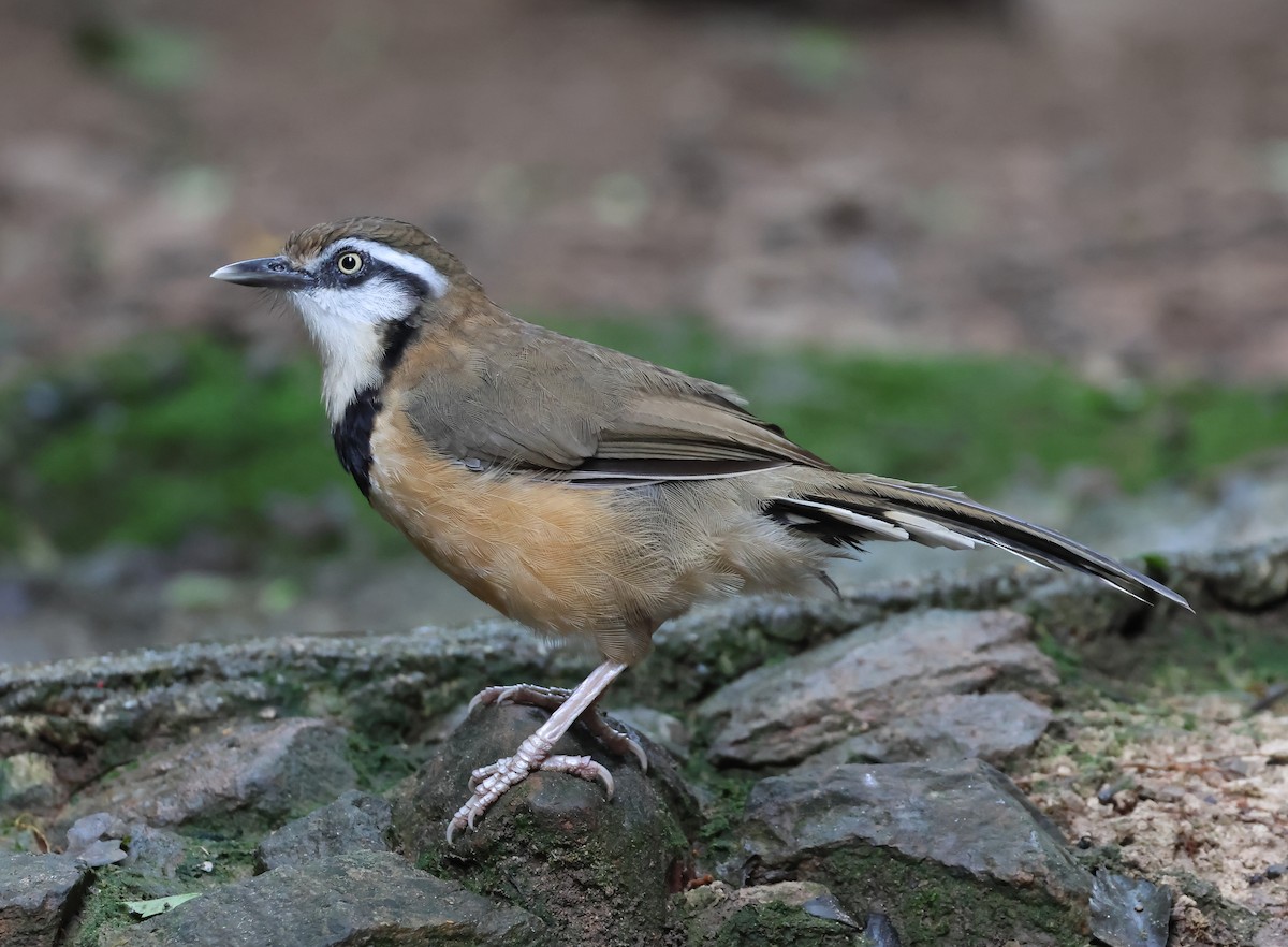 Lesser Necklaced Laughingthrush - ML644209179