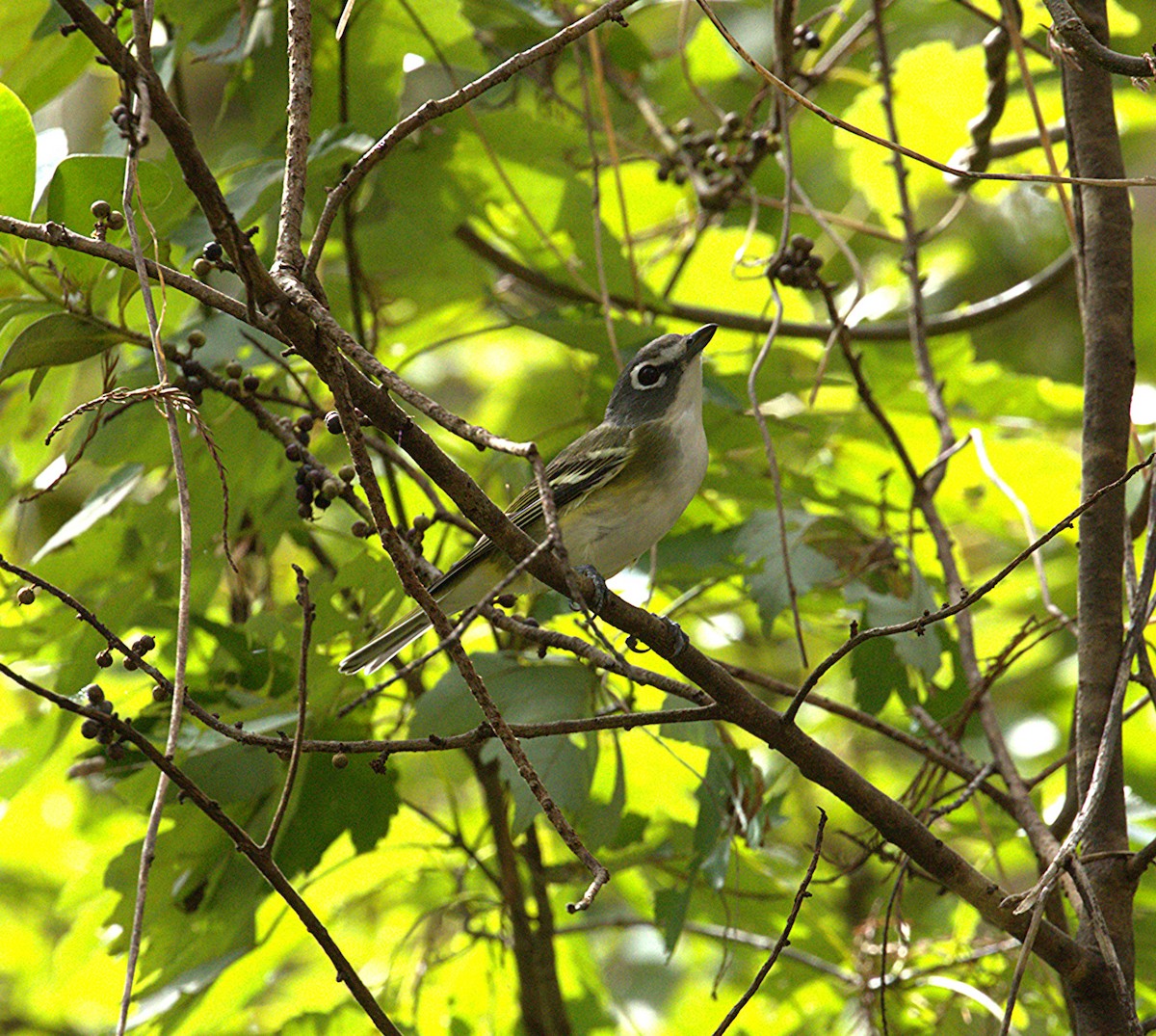 Vireo sp. - ML644209181
