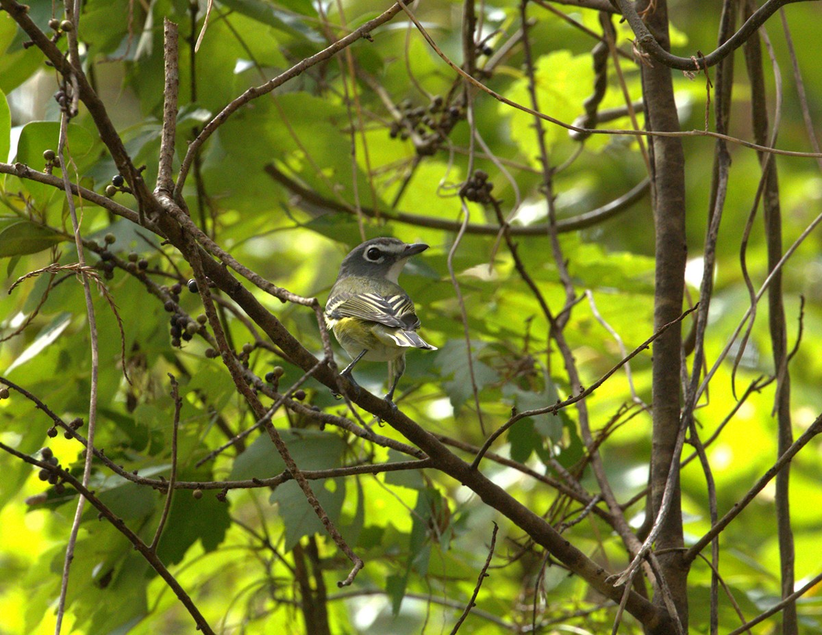 Vireo sp. - ML644209182