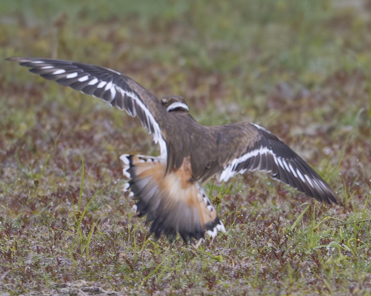 Killdeer - ML644209183