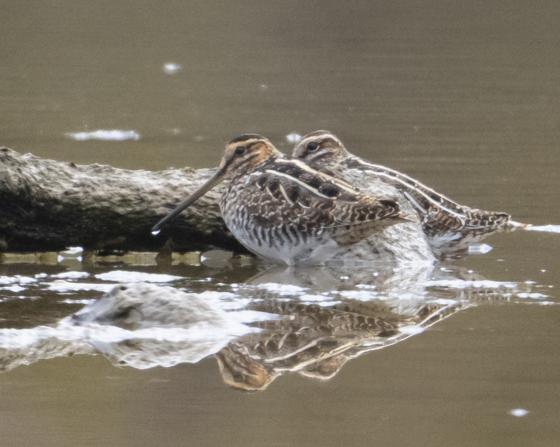 Wilson's Snipe - ML644209190