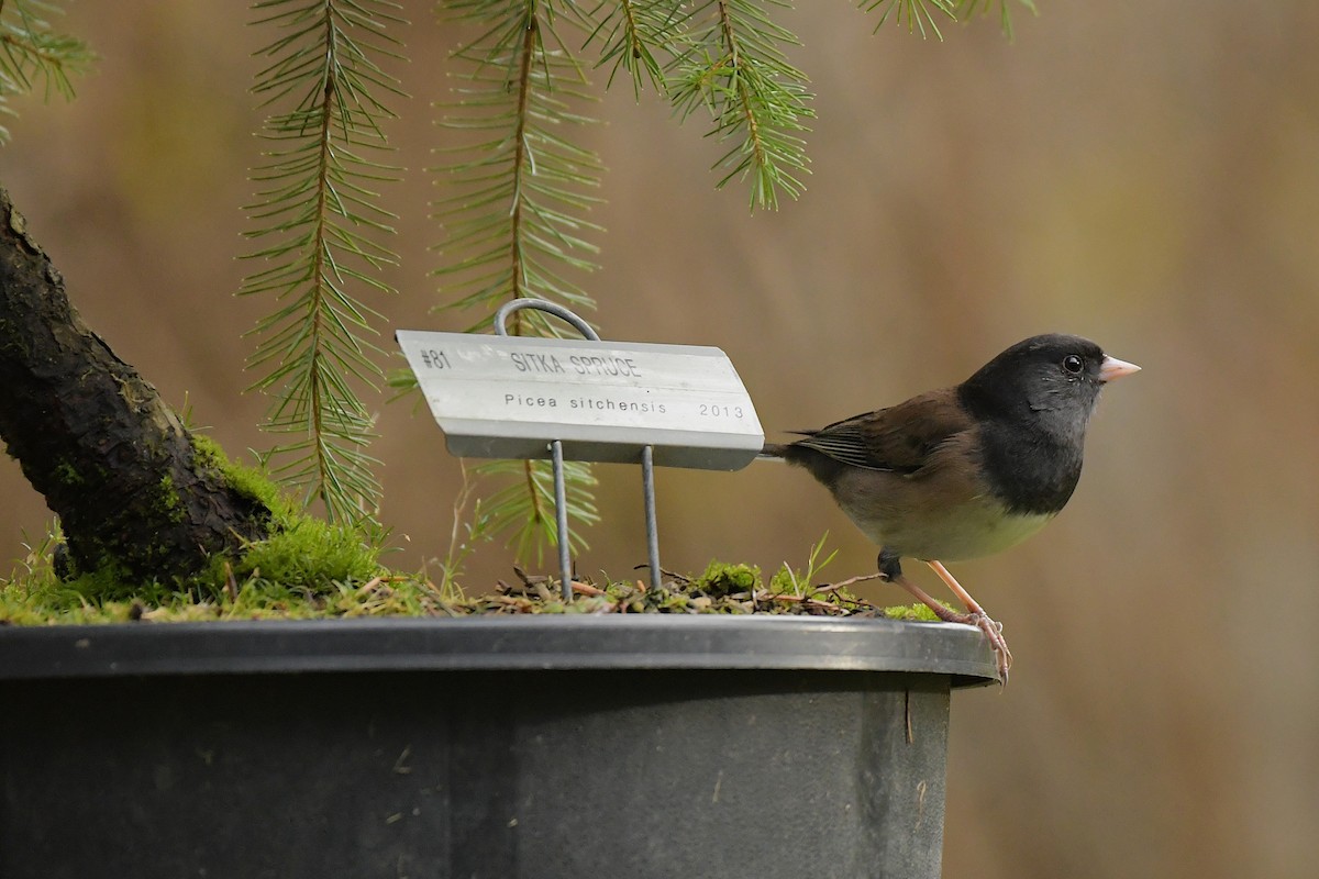 Dark-eyed Junco - ML644209191