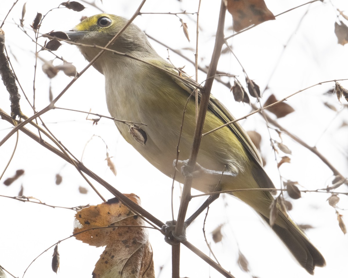 White-eyed Vireo - ML644209208