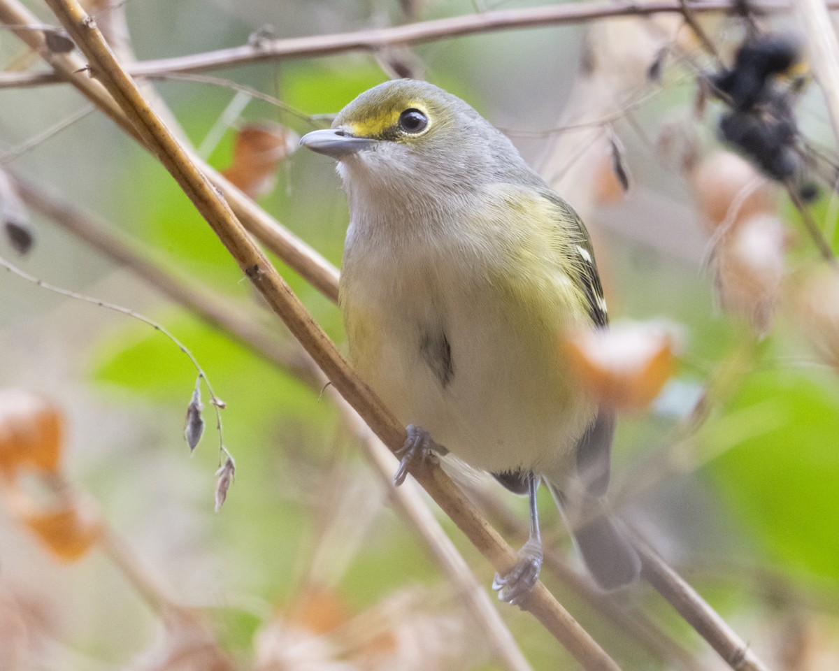 White-eyed Vireo - ML644209210