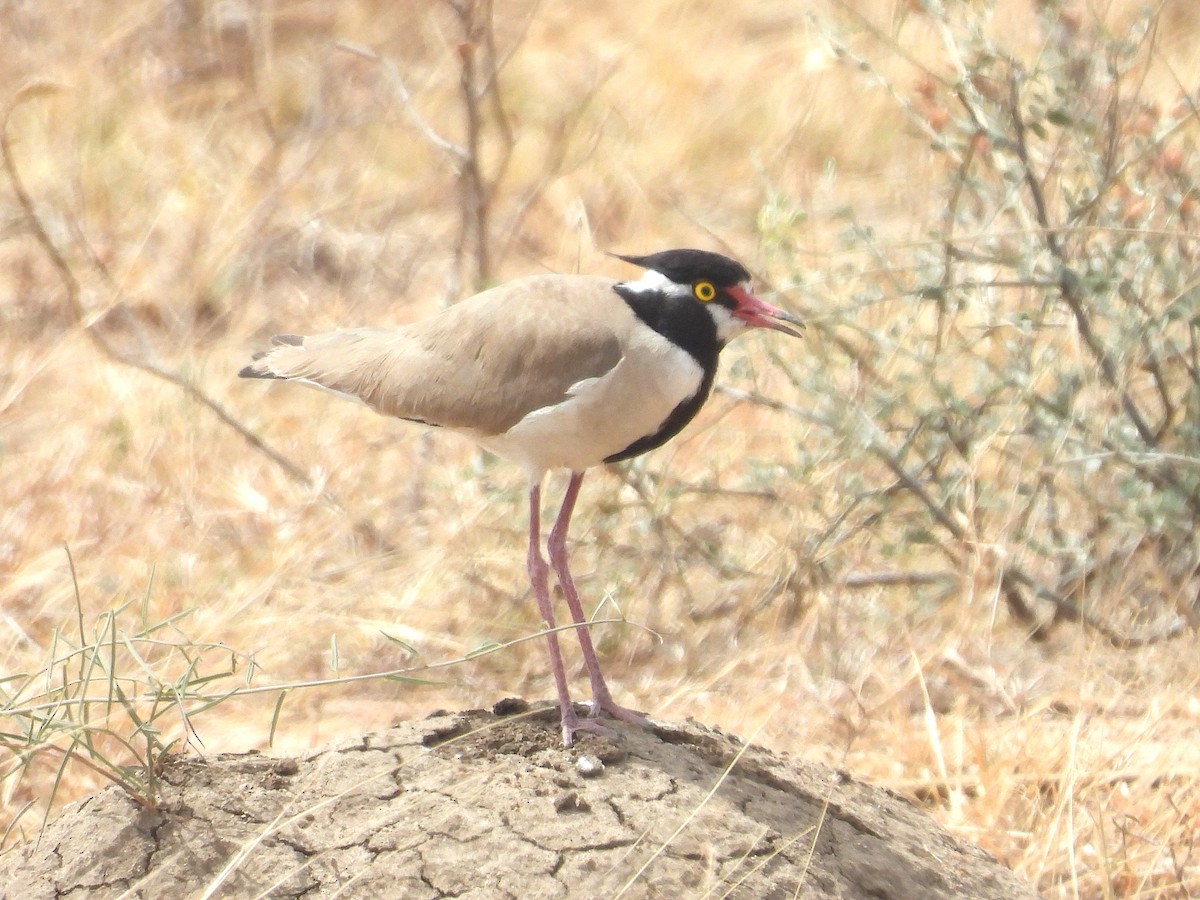 Black-headed Lapwing - ML644209225