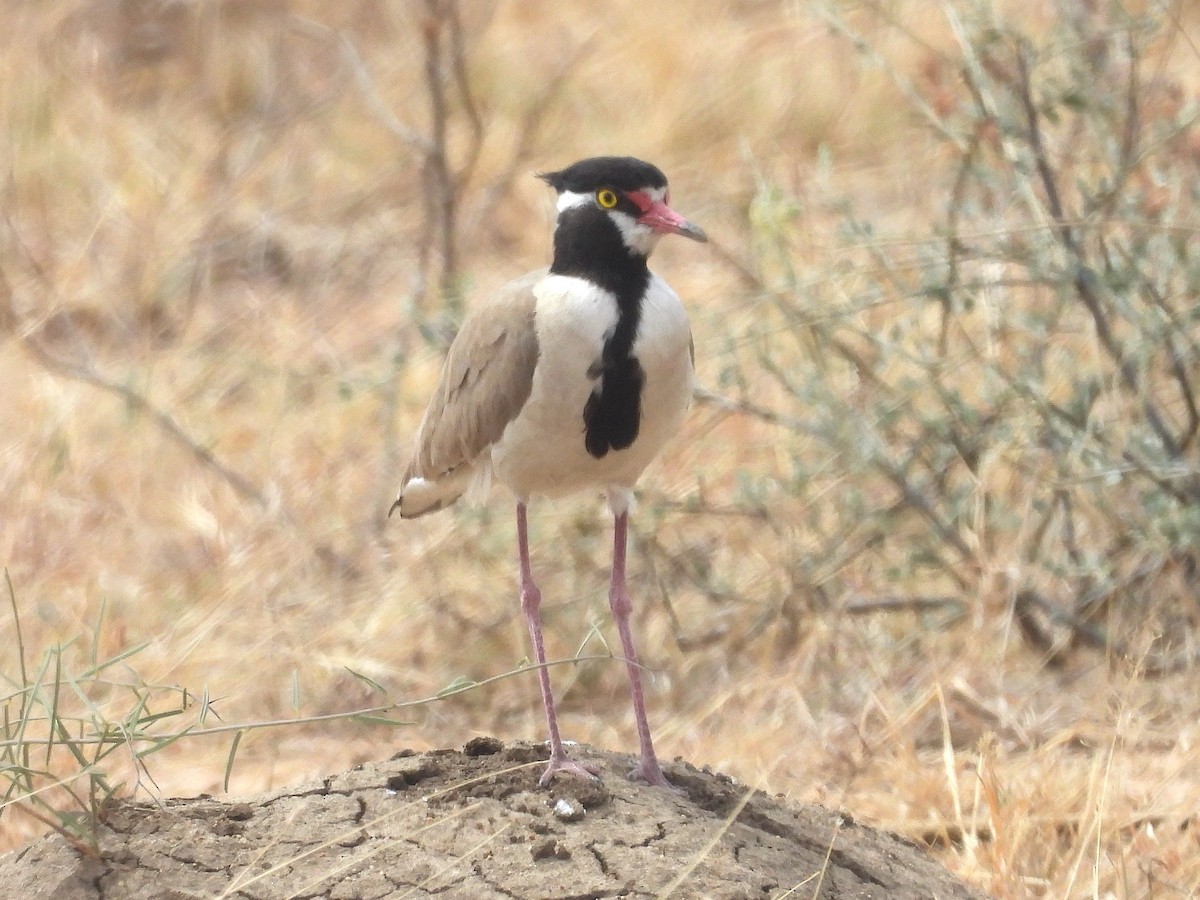 Black-headed Lapwing - ML644209226