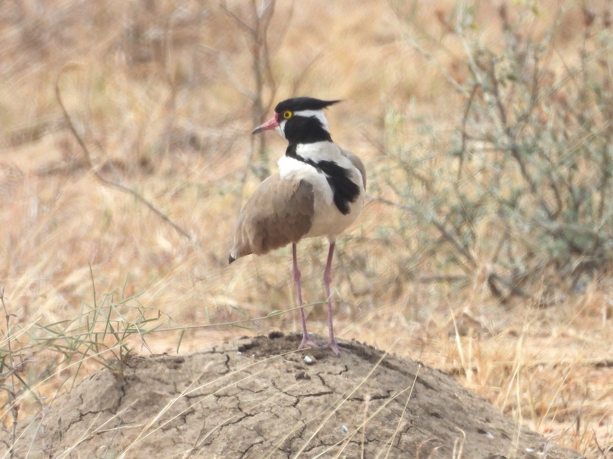 Black-headed Lapwing - ML644209227